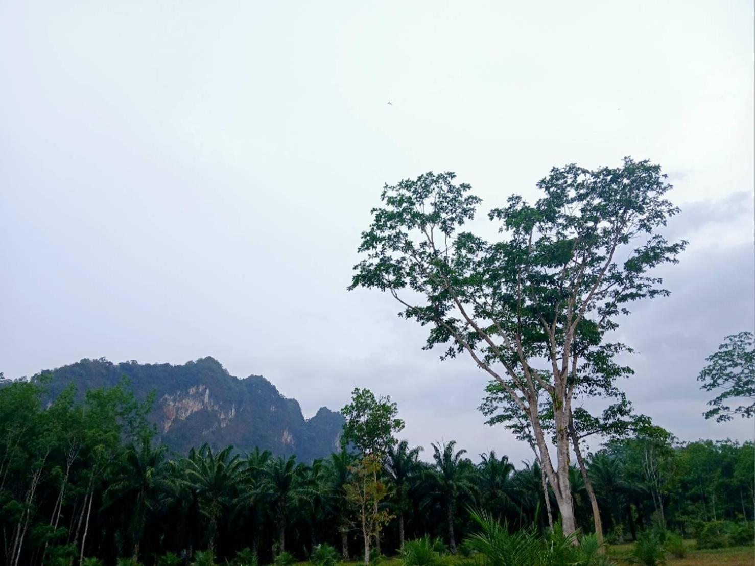 Bamboo House Hotel Khao Sok National Park Exterior photo
